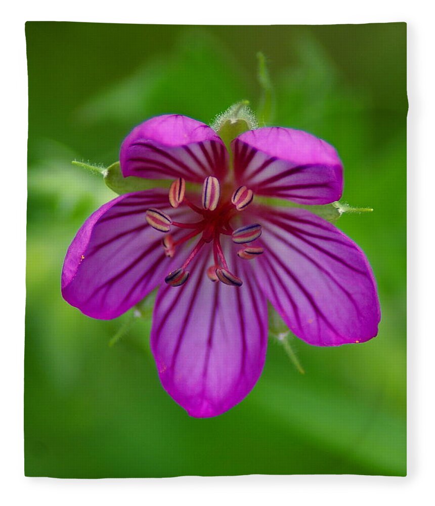 Flowers Fleece Blanket featuring the photograph Finding Truth in Nature by Ben Upham III