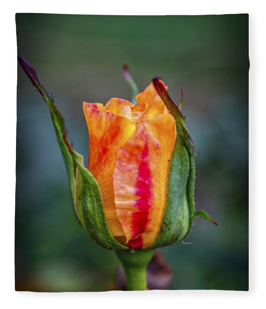 Flame Rose Fleece Blanket featuring the photograph Flame Rose by Mitch Shindelbower