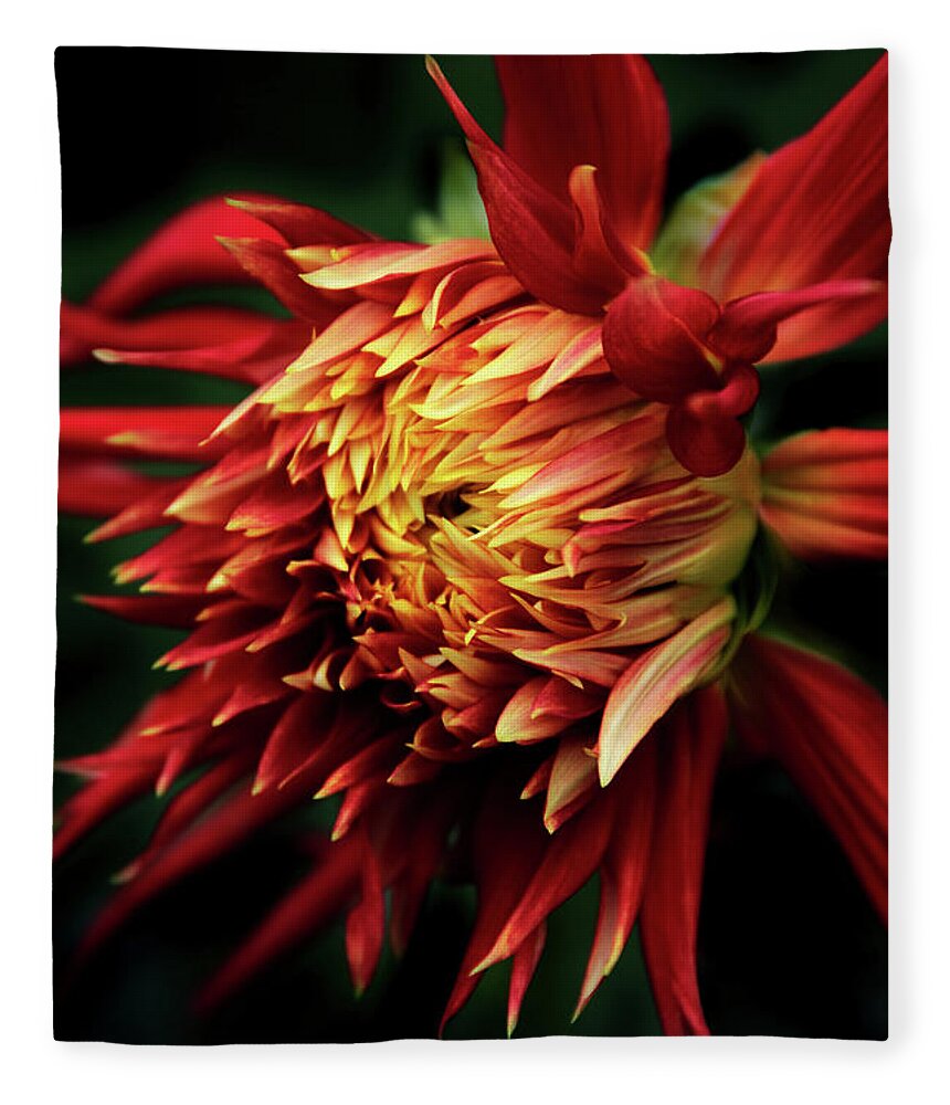 Dahlia Fleece Blanket featuring the photograph Flaming Dahlia by Jessica Jenney