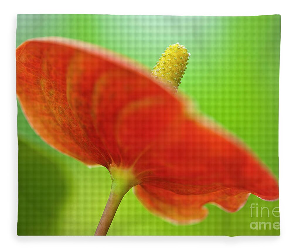 Anthurie Fleece Blanket featuring the photograph Flamingo Flower 2 by Heiko Koehrer-Wagner