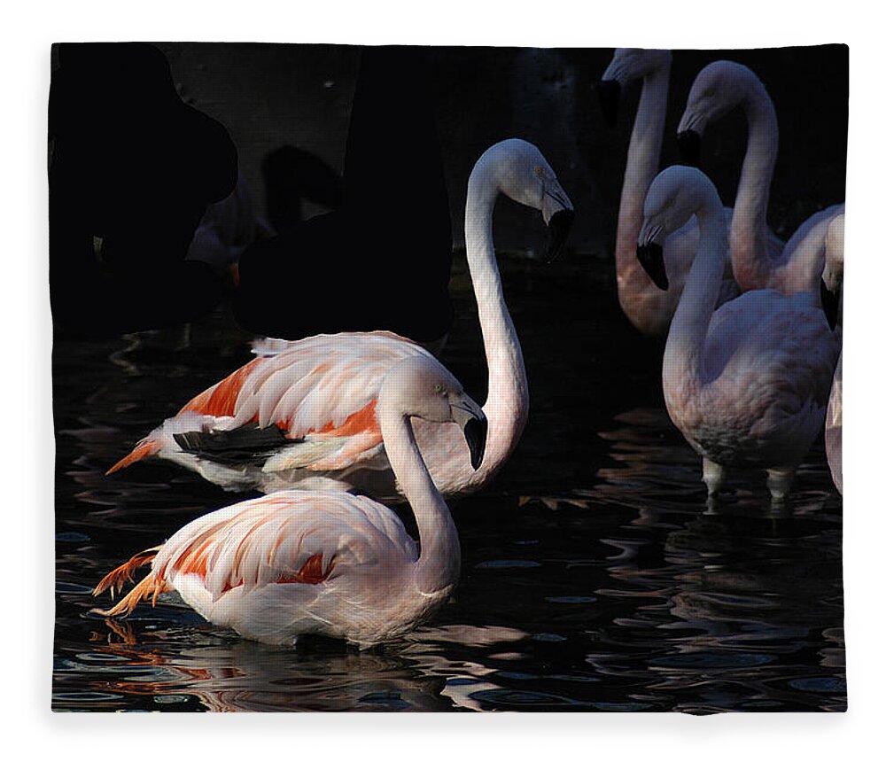 Flamingo Fleece Blanket featuring the photograph Flamingo Study - 2 by DArcy Evans