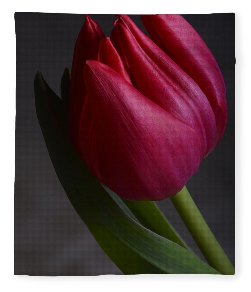 Flower Fleece Blanket featuring the photograph Flourishing tulip by Robert WK Clark