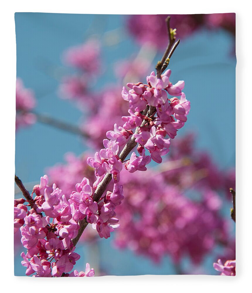 Blooming Redwood Tree Fleece Blanket featuring the photograph Spring Blossom by Pamela Williams