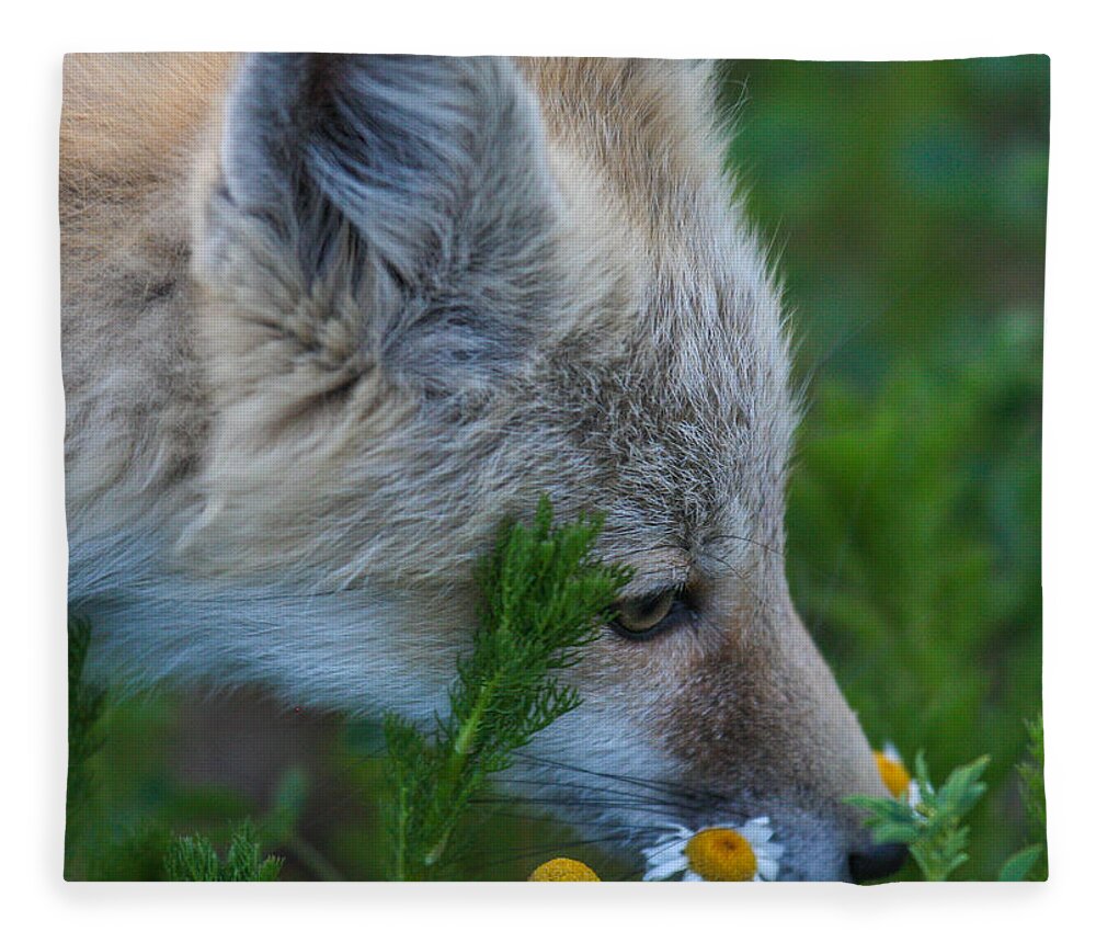 Fox Fleece Blanket featuring the photograph Flower Child by Kevin Dietrich