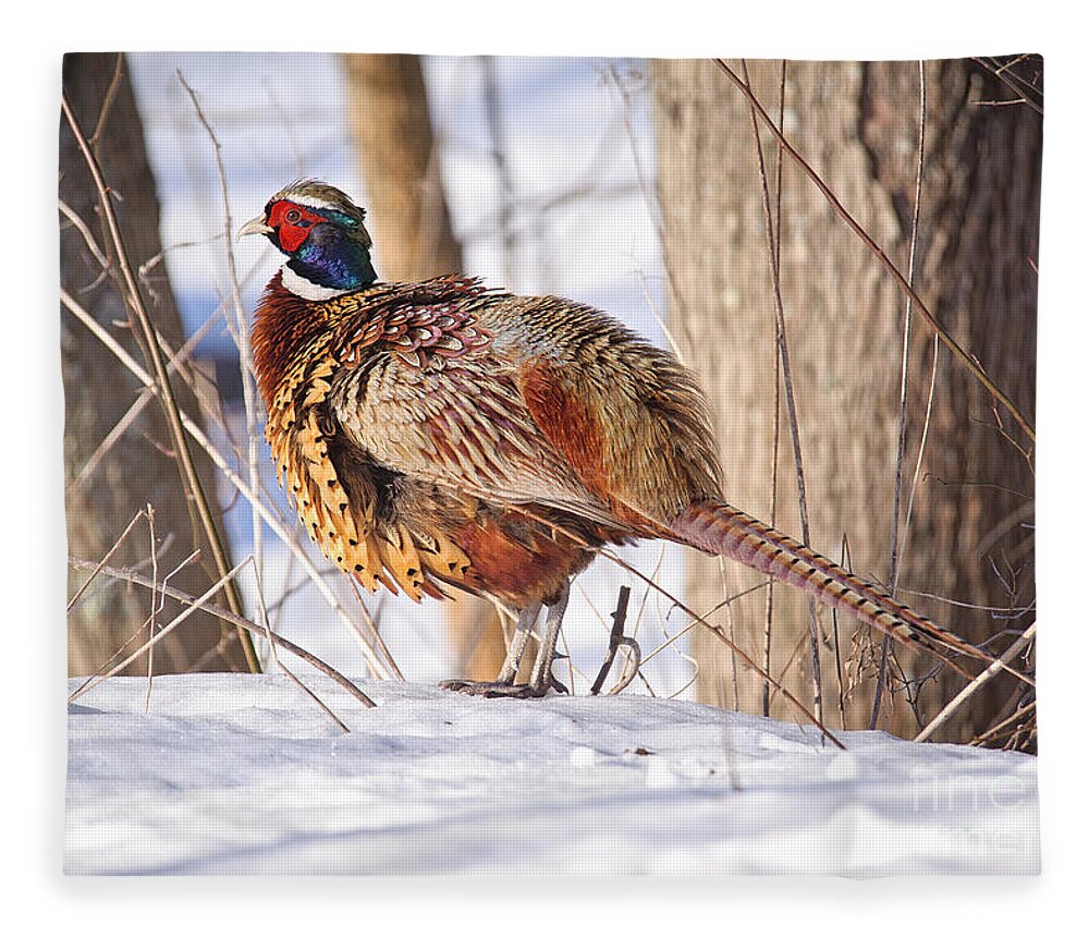 https://render.fineartamerica.com/images/rendered/default/flat/blanket/images/artworkimages/medium/1/fluffed-feathers-pheasant-timothy-flanigan.jpg?&targetx=-95&targety=0&imagewidth=1142&imageheight=800&modelwidth=952&modelheight=800&backgroundcolor=EFEEF2&orientation=1&producttype=blanket-coral-50-60