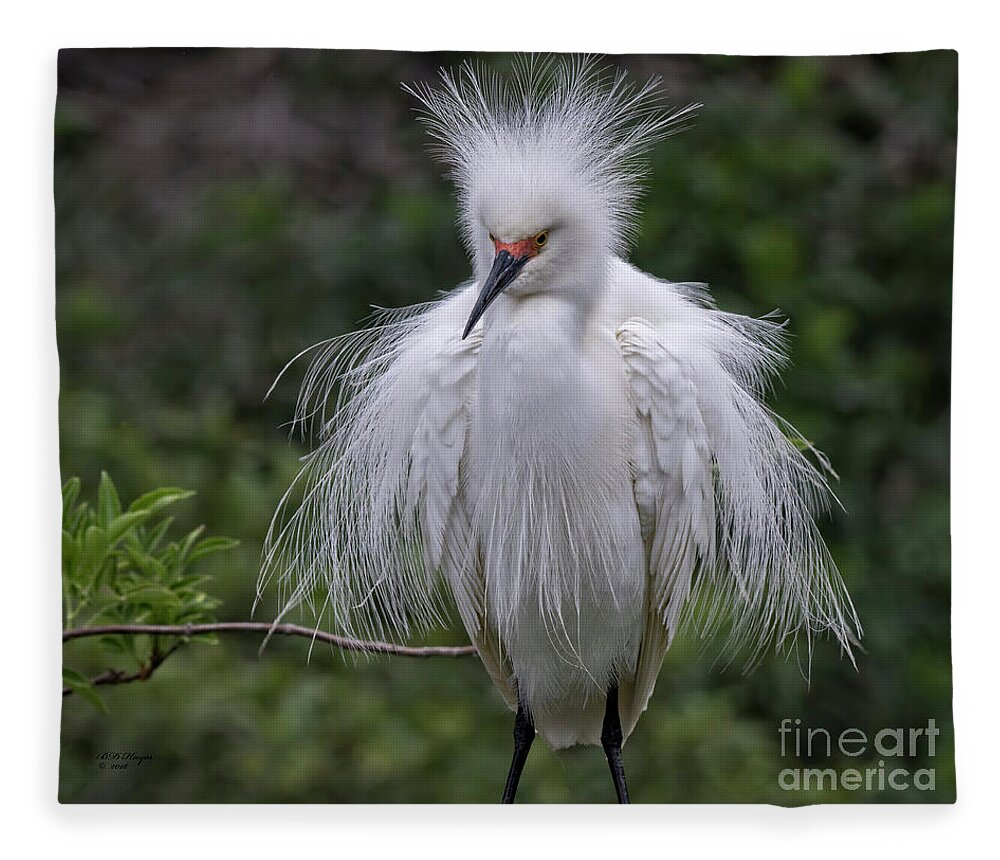 Snowy Fleece Blanket featuring the photograph Fluffy Snowy Egret by DB Hayes