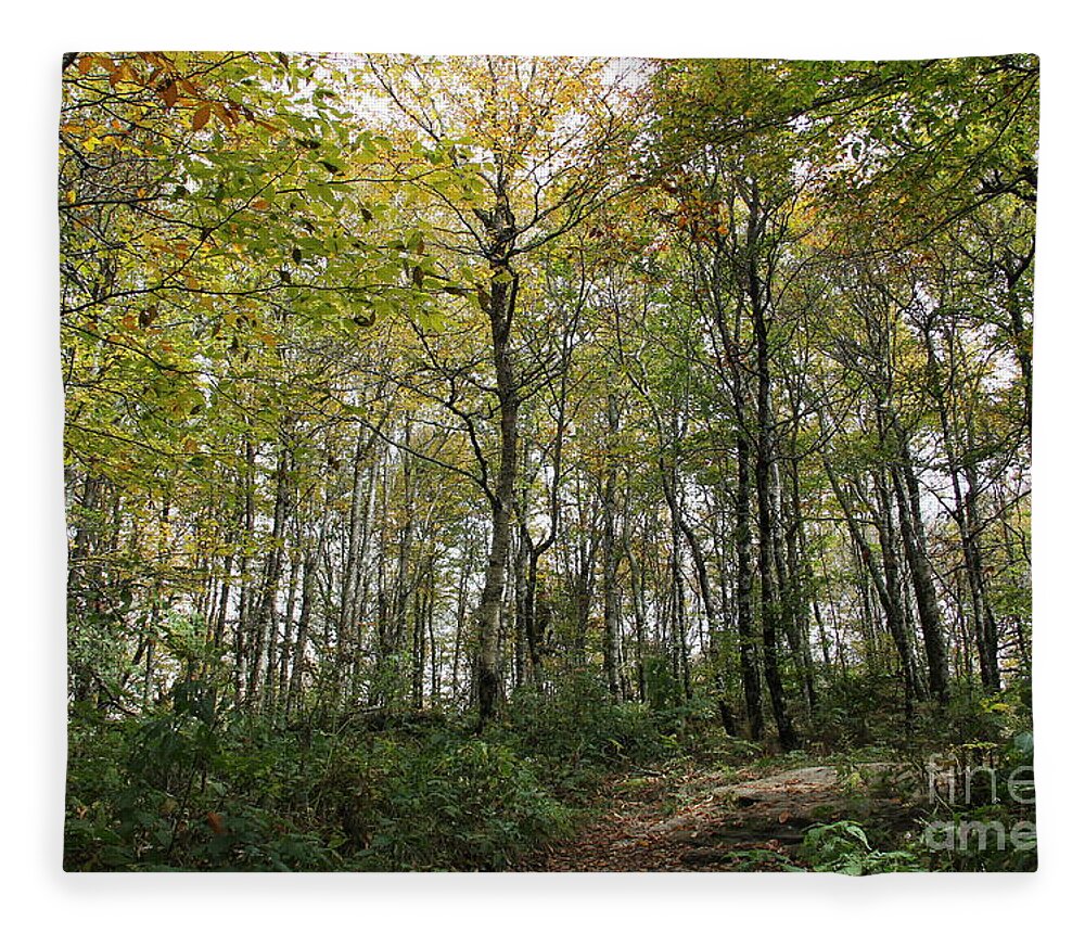 Forest Fleece Blanket featuring the photograph Forest Canopy by Allen Nice-Webb