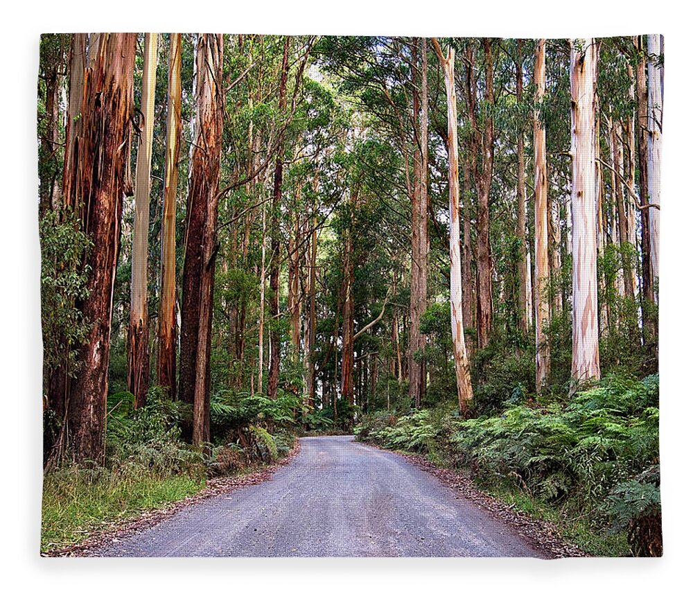 Rainforest Fleece Blanket featuring the photograph Forest Road by Catherine Reading