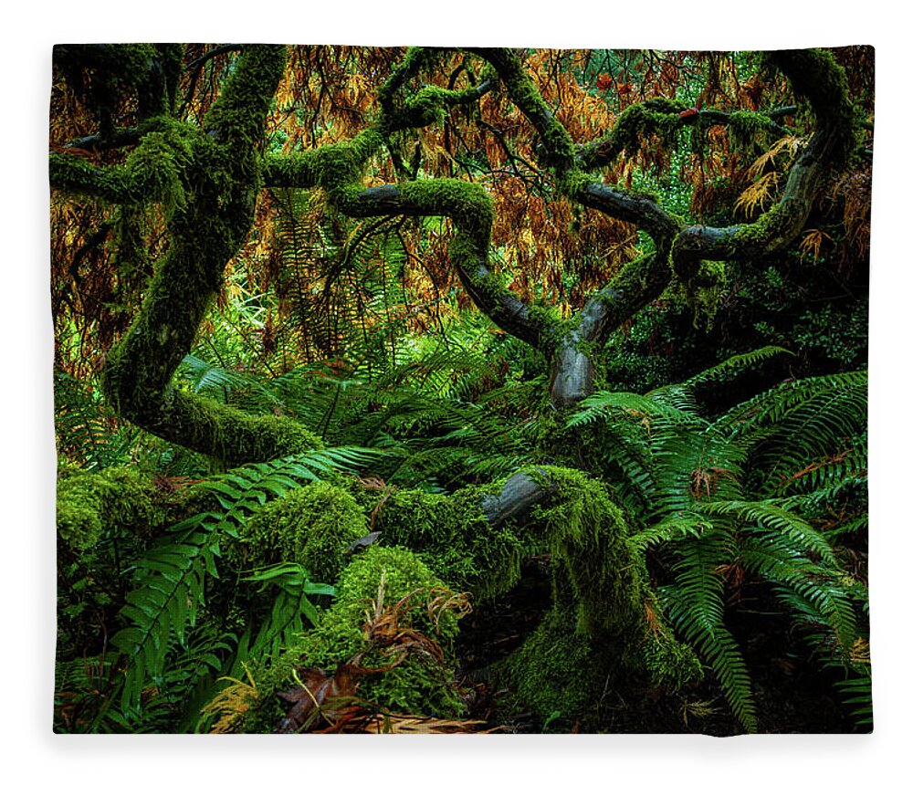 5dsr Fleece Blanket featuring the photograph Forever Green by Edgars Erglis