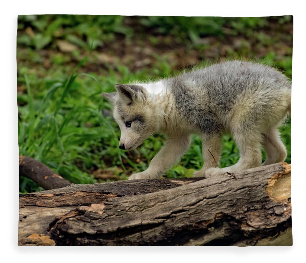 Fox Cub Fleece Blanket featuring the photograph Fox cub exploring by Sam Rino