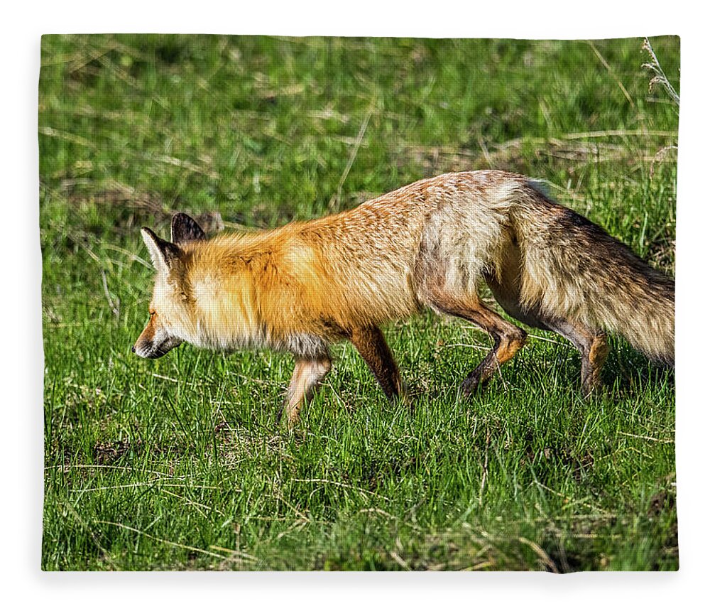 Fox Fleece Blanket featuring the photograph Fox on the Hunt by Paul Freidlund