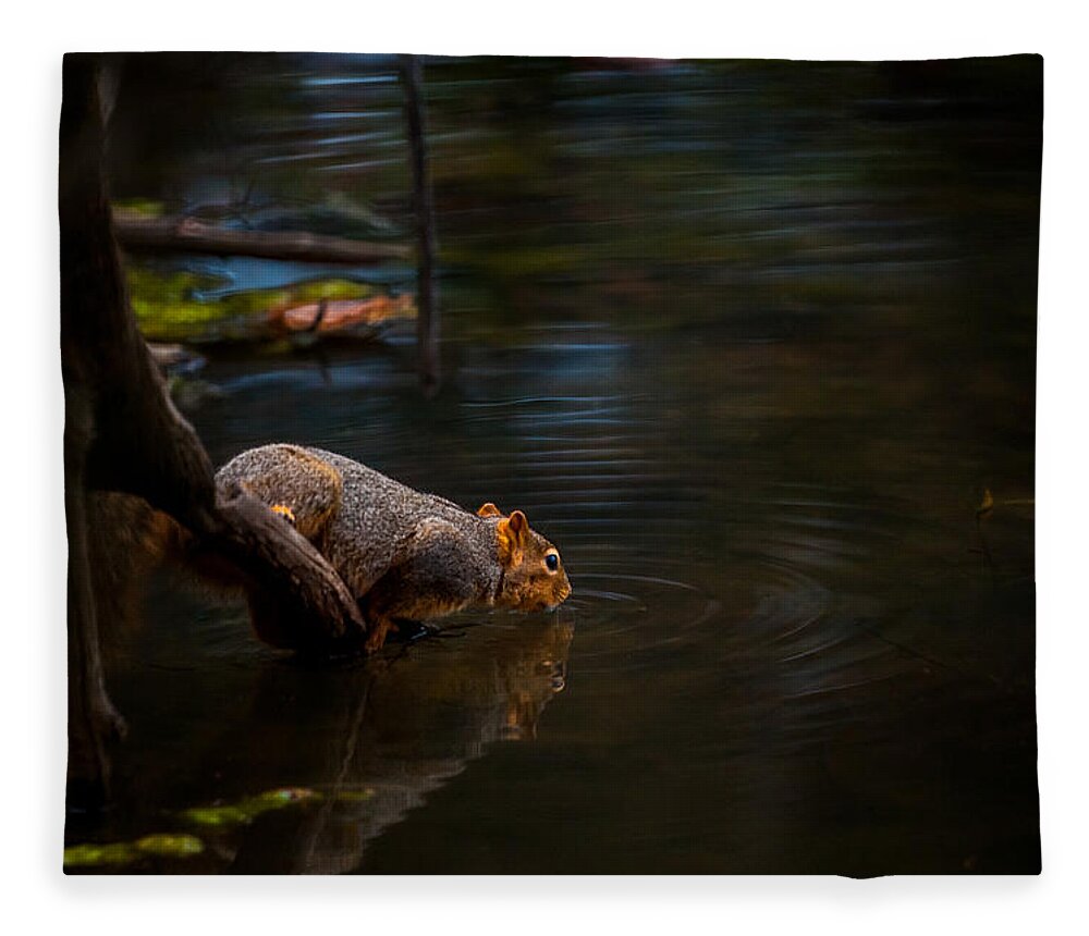 Mammal Fleece Blanket featuring the photograph Fox Squirrel Drinking by Jeff Phillippi