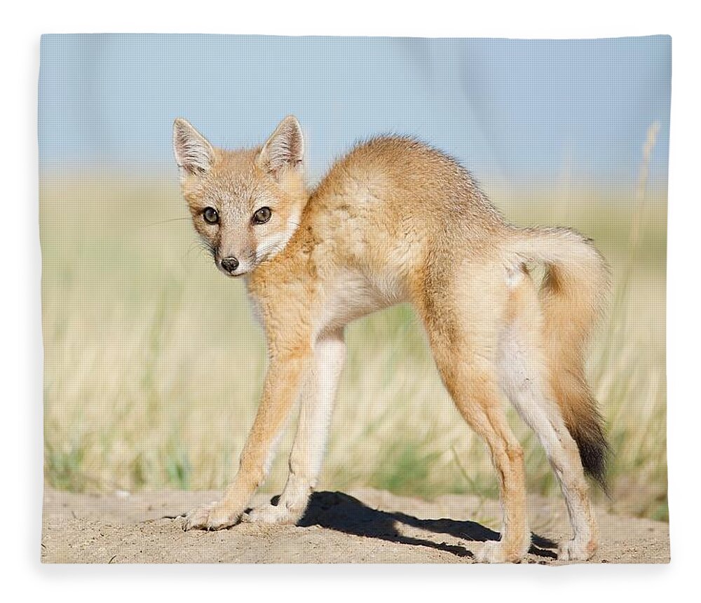 Foxy Yoga Pose Fleece Blanket by Nathan Cowan - Fine Art America