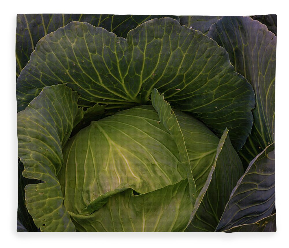 Cabbage Fleece Blanket featuring the photograph Fresh Vegetable Garden Cabbage by James BO Insogna