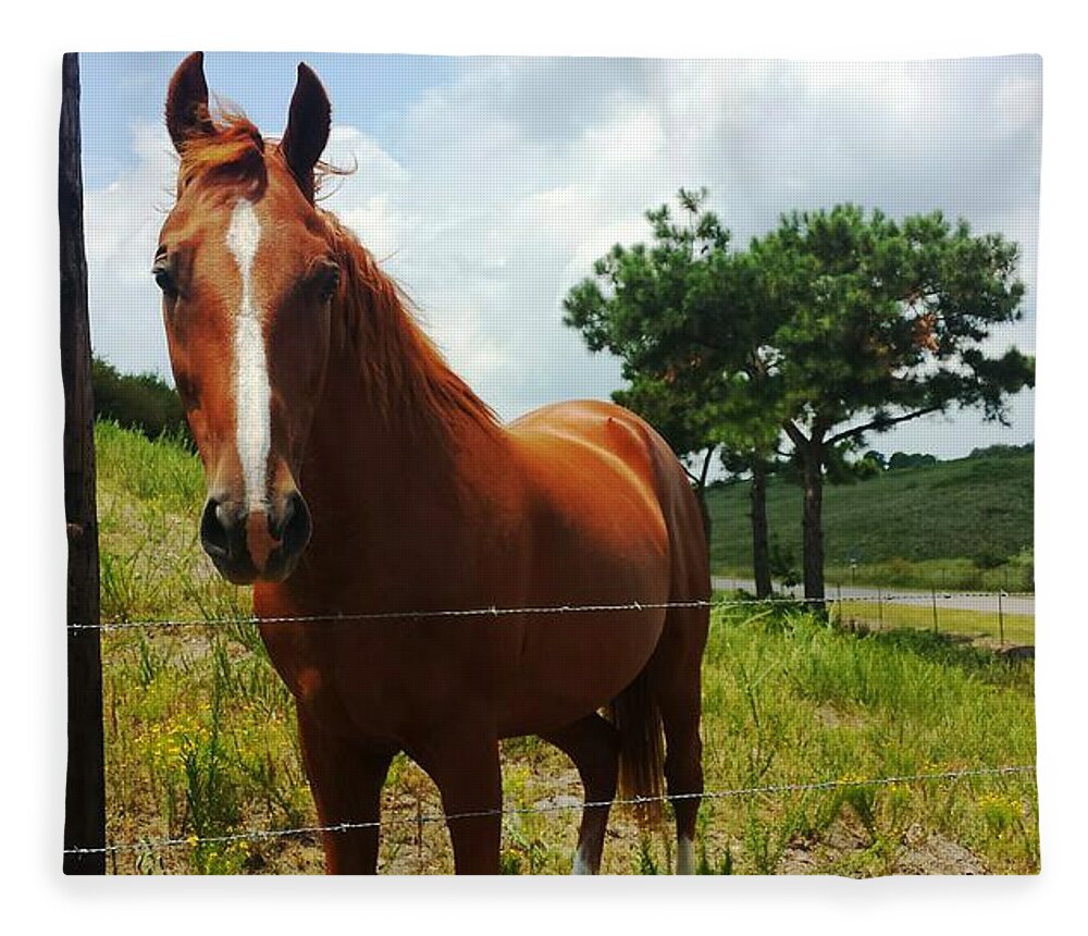 Horse Fleece Blanket featuring the photograph Friendly Stallion by Kenny Glover