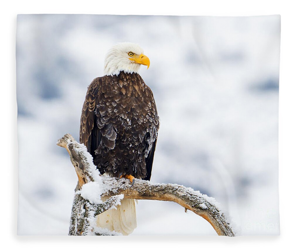 Bald Eagle Fleece Blanket featuring the photograph Frozen Watch by Michael Dawson