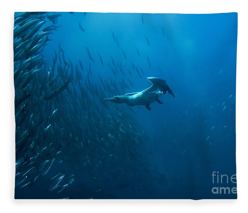 80135771 Fleece Blanket featuring the photograph Gannet Chasing Baitball by Colin Marshall