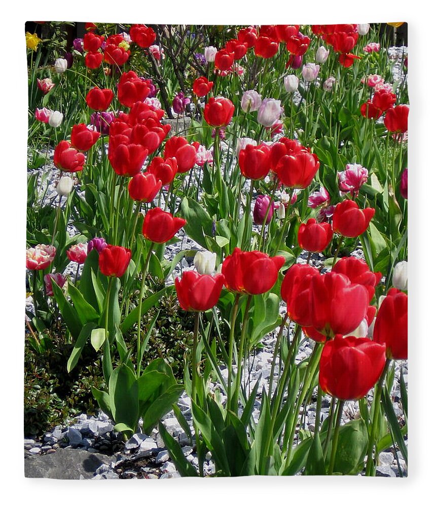 Tulip Fleece Blanket featuring the photograph Gathering of Joy by Rory Siegel