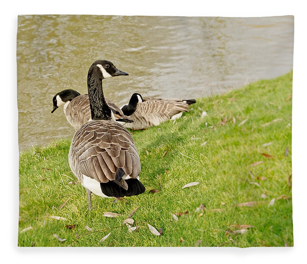 Goose Fleece Blanket featuring the photograph Geese in Cambridge winter. by Elena Perelman