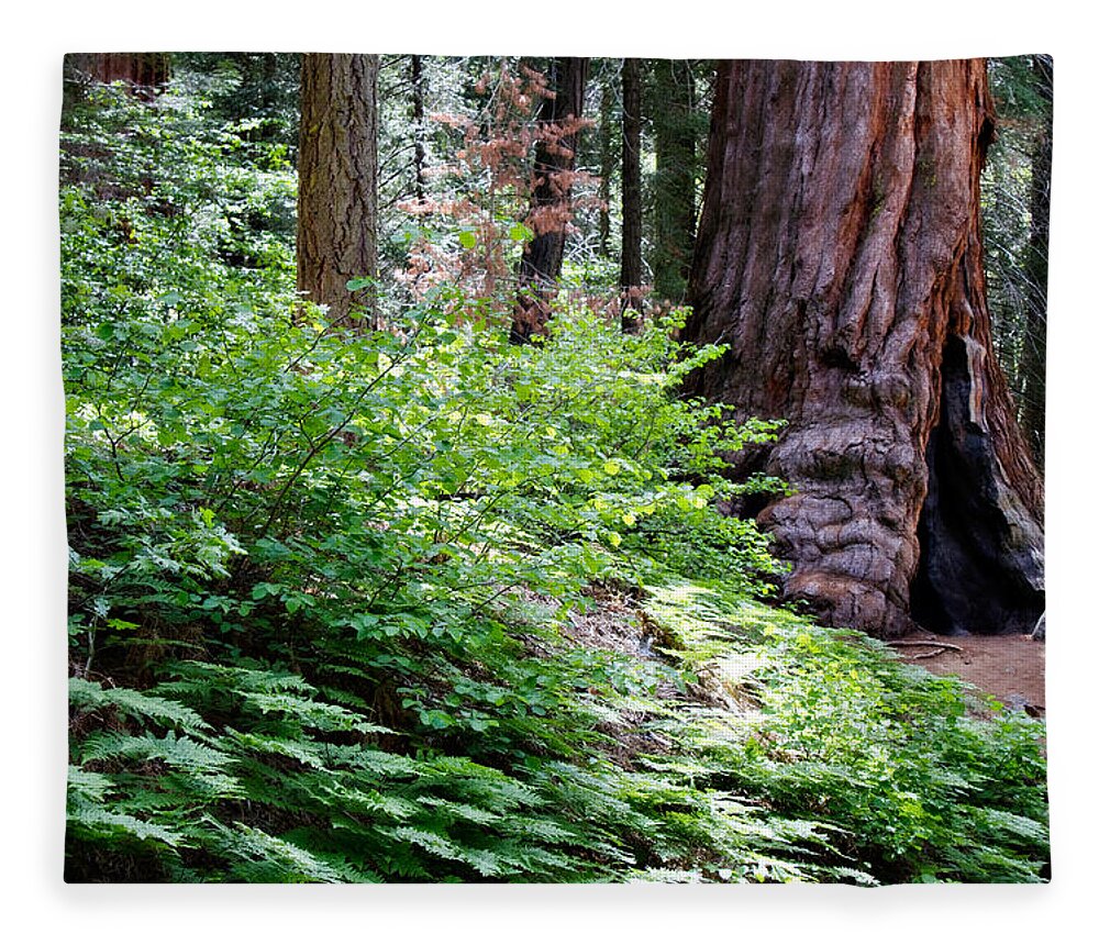 Ca Fleece Blanket featuring the photograph Giant Among The Forest by Lana Trussell