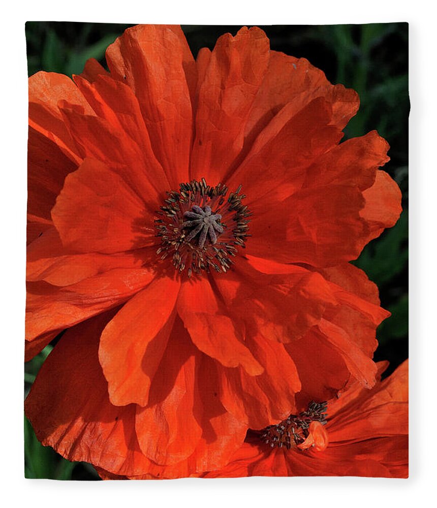 Flowers.poppy Fleece Blanket featuring the photograph Giant Mountain Poppy by Ron Cline