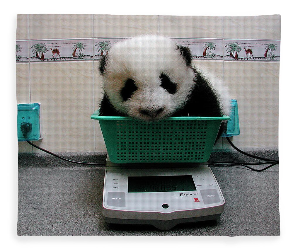 Mp Fleece Blanket featuring the photograph Giant Panda Ailuropoda Melanoleuca Baby by Katherine Feng
