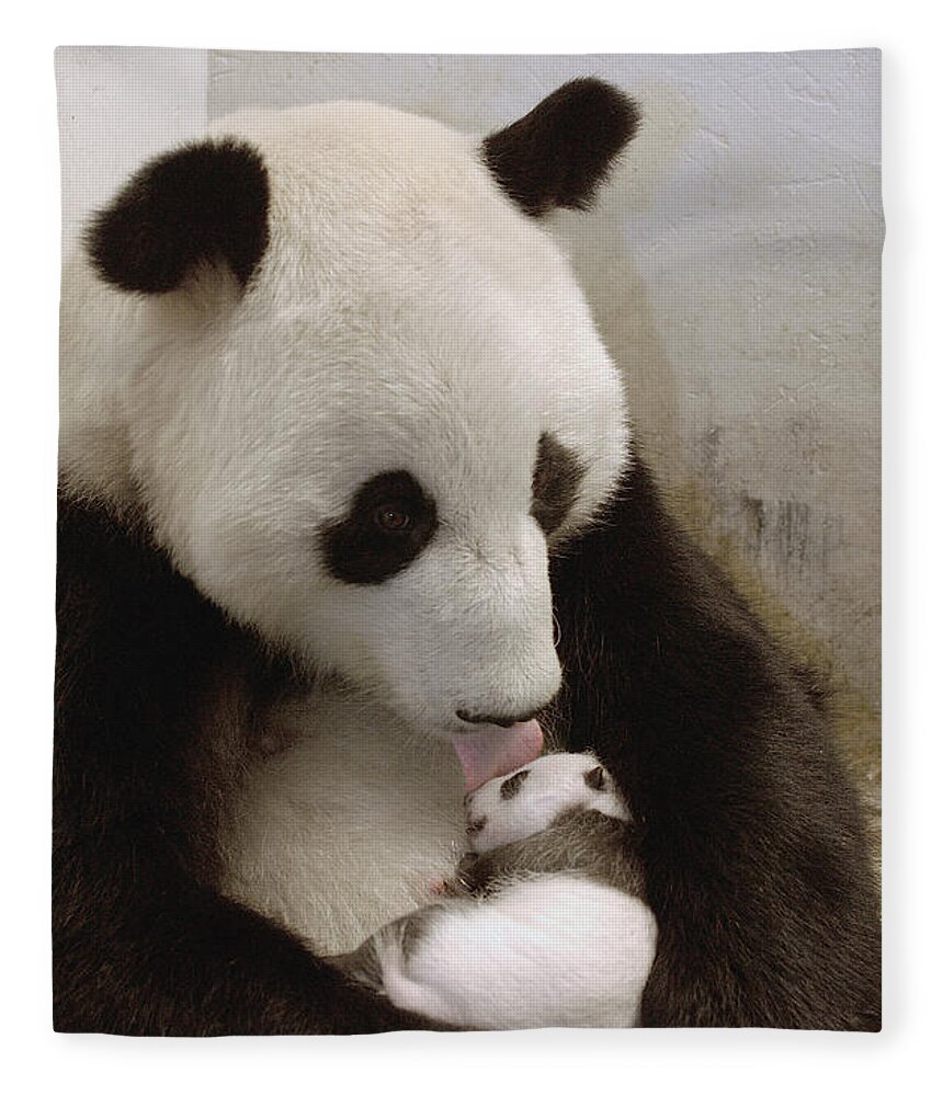 Mp Fleece Blanket featuring the photograph Giant Panda Ailuropoda Melanoleuca Xi by Katherine Feng