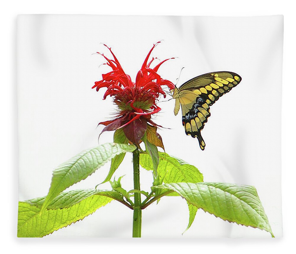 Animal Fleece Blanket featuring the photograph Giant Swallowtail Butterfly by Rick Bures