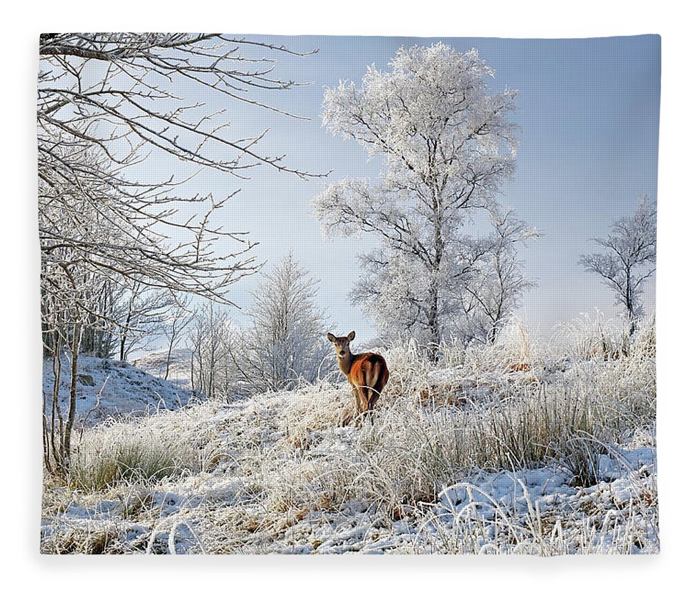 Glen Shiel Fleece Blanket featuring the photograph Glen Shiel Misty Winter Deer by Grant Glendinning