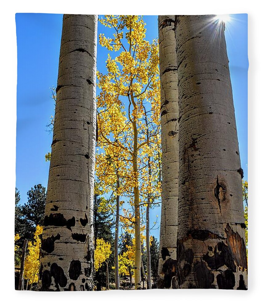 Aspens Fleece Blanket featuring the photograph Glowing Grove by Michael Brungardt