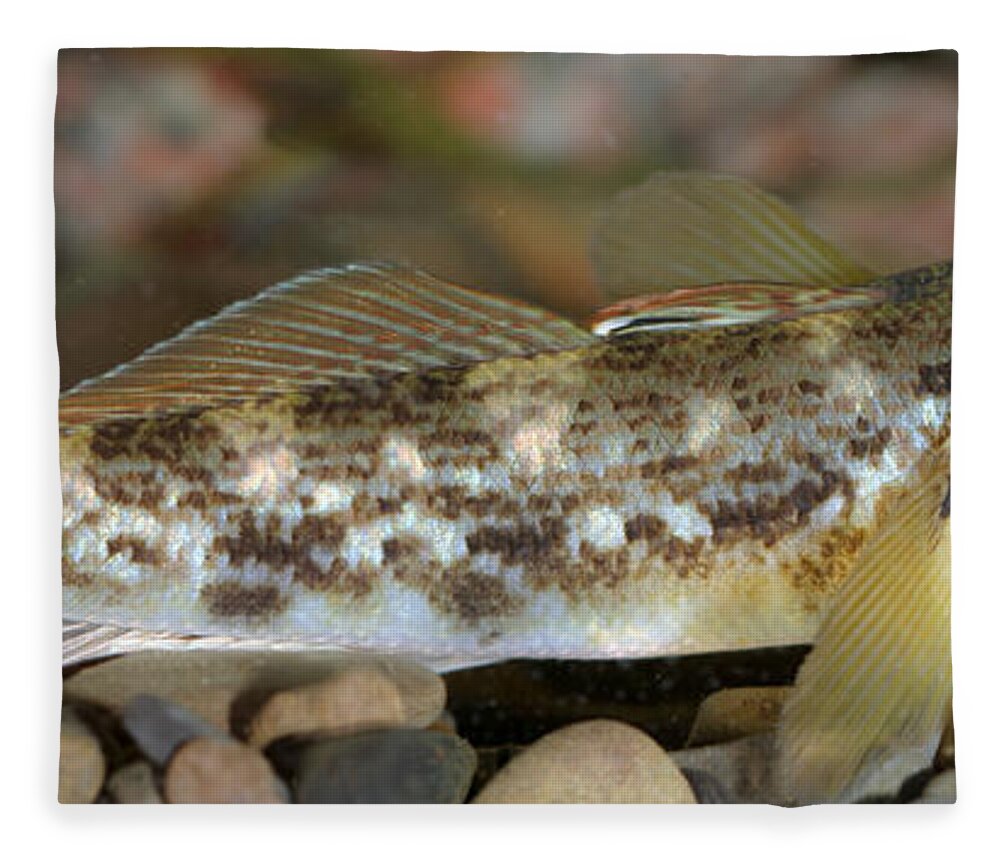 Fish Fleece Blanket featuring the photograph Goby Fish by Ted Kinsman