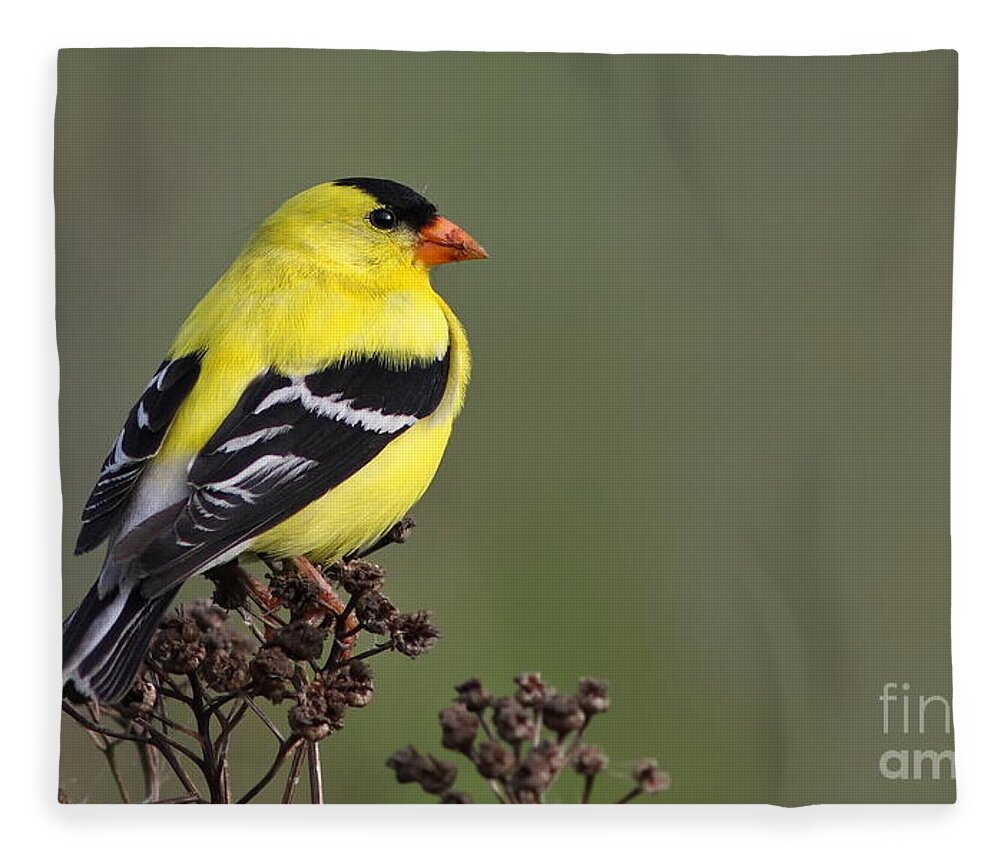 American Fleece Blanket featuring the photograph Golden bird by Mircea Costina Photography
