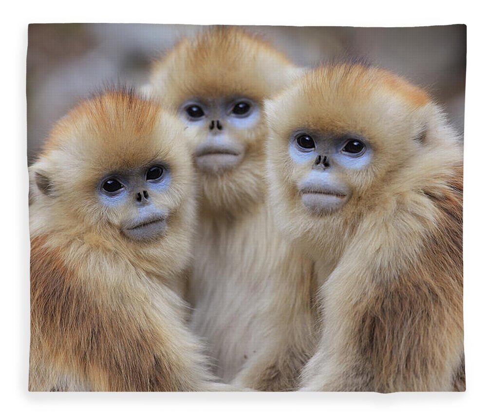 Mp Fleece Blanket featuring the photograph Golden Snub-nosed Monkey Rhinopithecus by Cyril Ruoso