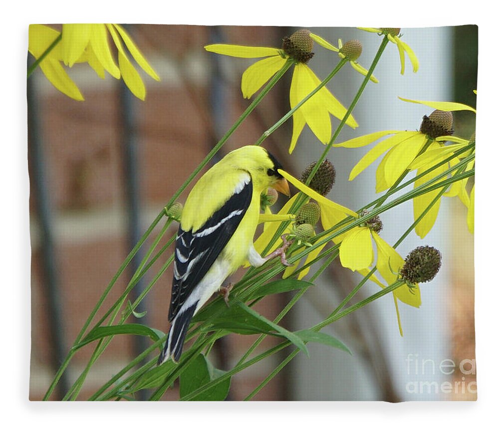 Goldfinch Fleece Blanket featuring the photograph Goldfinch Lunchtime by Robert E Alter Reflections of Infinity