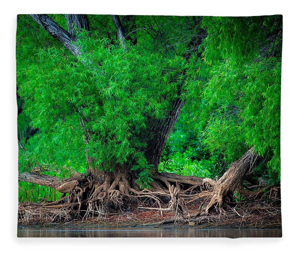 Tree Fleece Blanket featuring the photograph Grandfather Willow by Jeff Phillippi