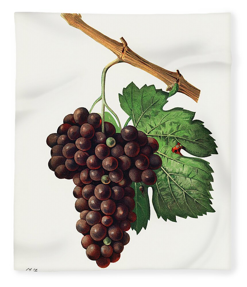 Grape Illustration Fleece Blanket featuring the painting Grape Mourvaison 1910 by Vincent Monozlay