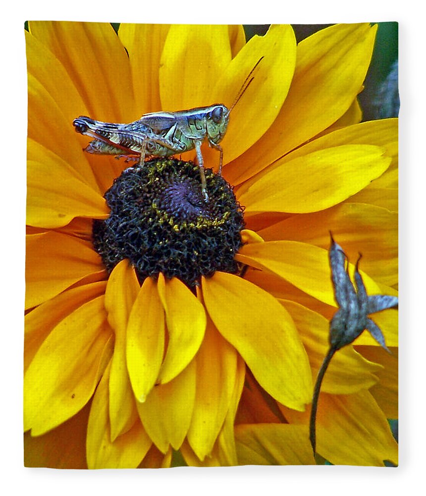 Insects Fleece Blanket featuring the photograph Grasshopper and Susan by Jennifer Robin
