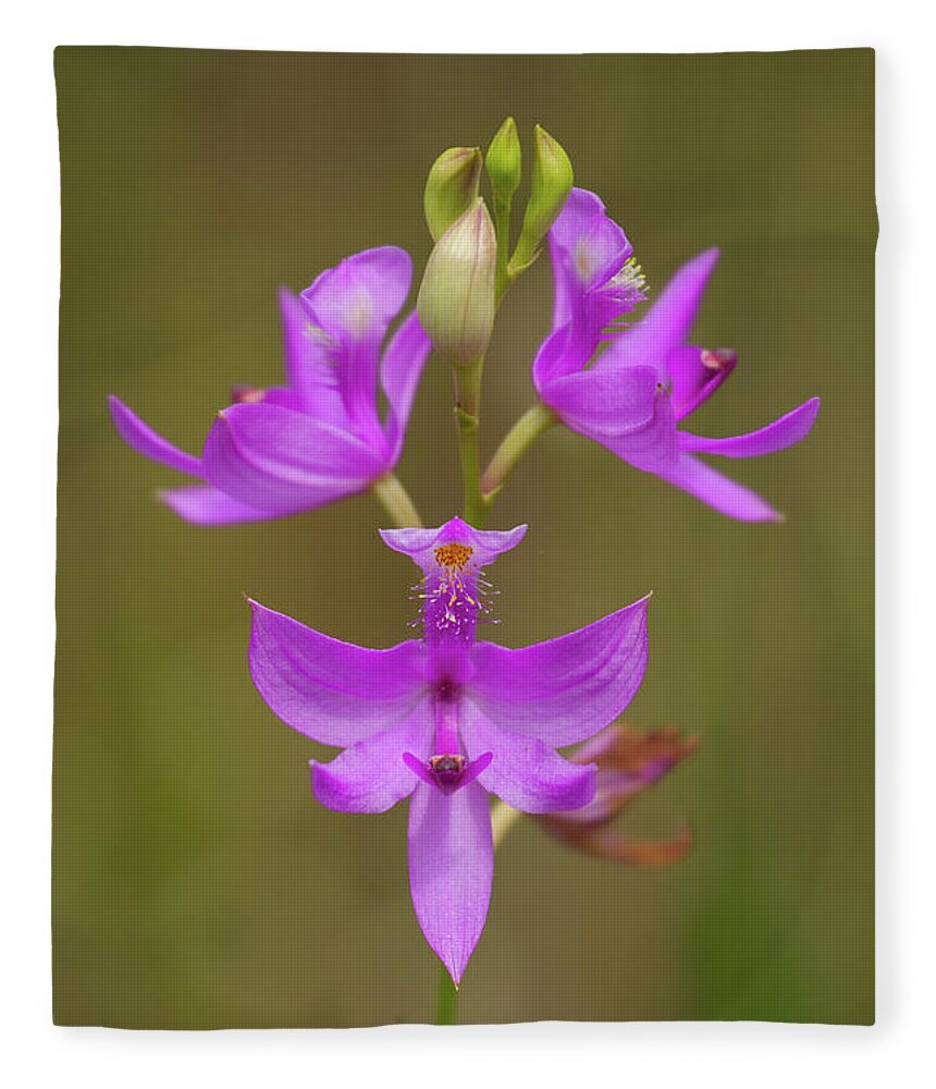 Orchid Fleece Blanket featuring the photograph Grasspink #1 by Paul Rebmann
