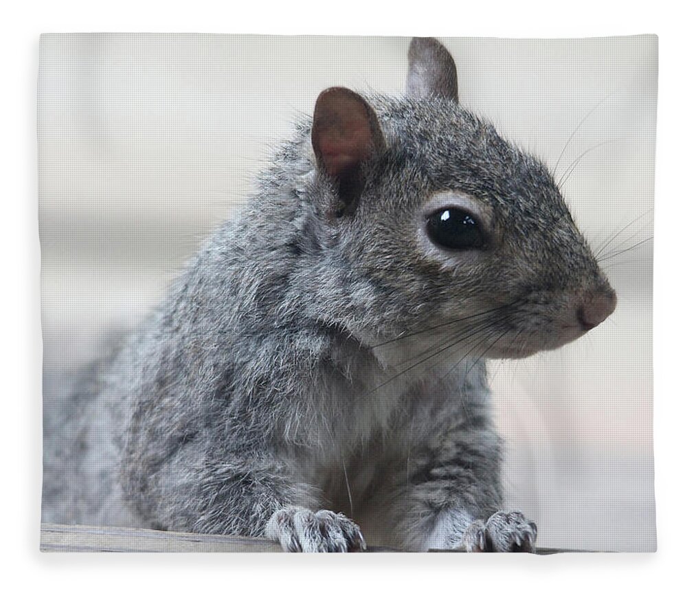 Squirrels Fleece Blanket featuring the photograph Gray Squirrel by Trina Ansel