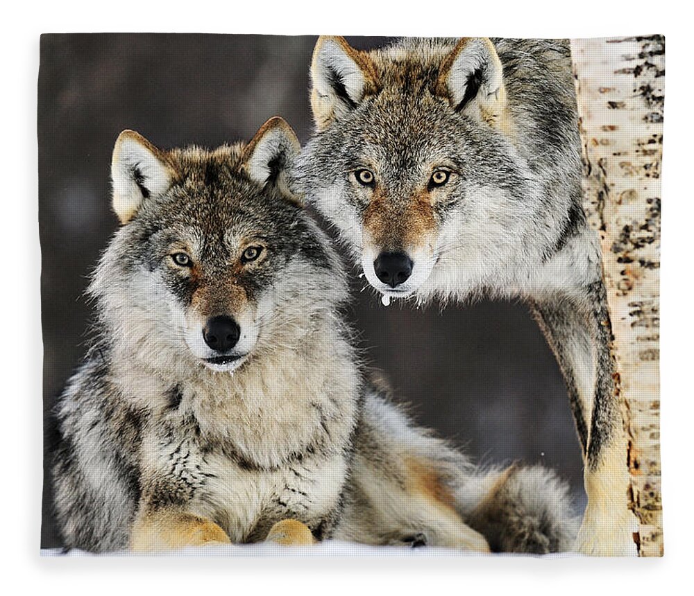 Mp Fleece Blanket featuring the photograph Gray Wolf Pair In The Snow by Jasper Doest