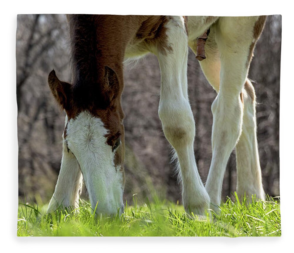 Horse Fleece Blanket featuring the photograph Grazing by Holly Ross