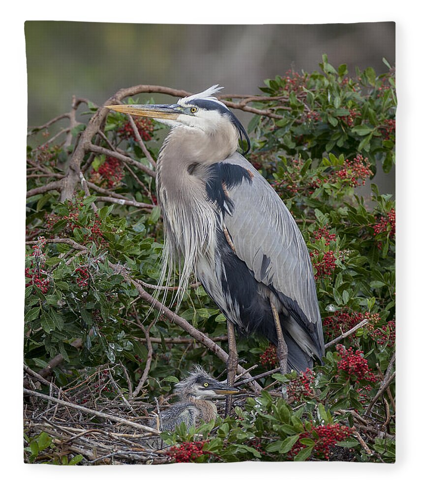 Great Fleece Blanket featuring the photograph Great Blue Heron and nestling by David Watkins