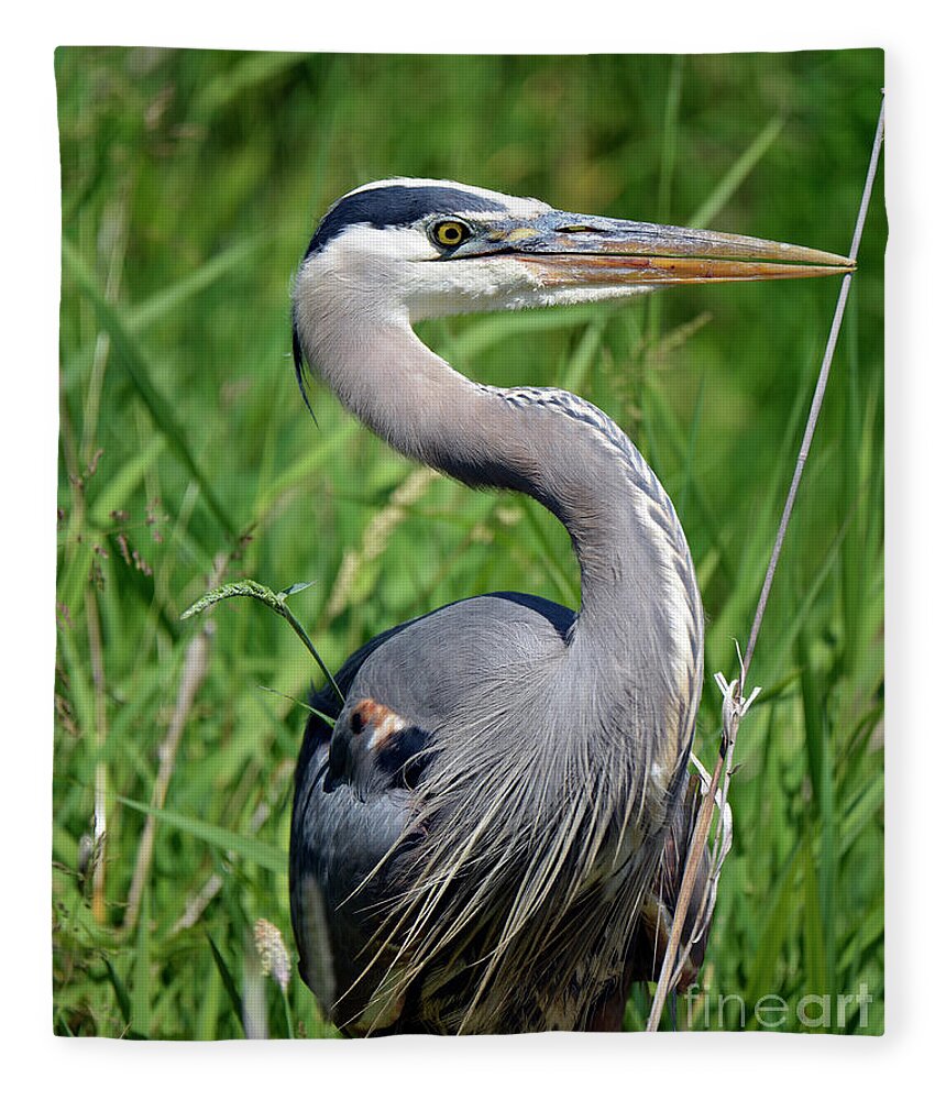 Denise Bruchman Fleece Blanket featuring the photograph Great Blue Heron Close-up by Denise Bruchman