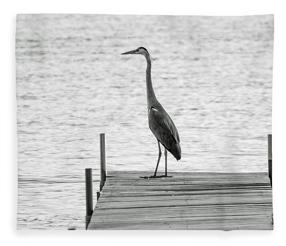 Great Blue Heron Fleece Blanket featuring the photograph Great Blue Heron on Dock - Keuka Lake - BW by Photographic Arts And Design Studio