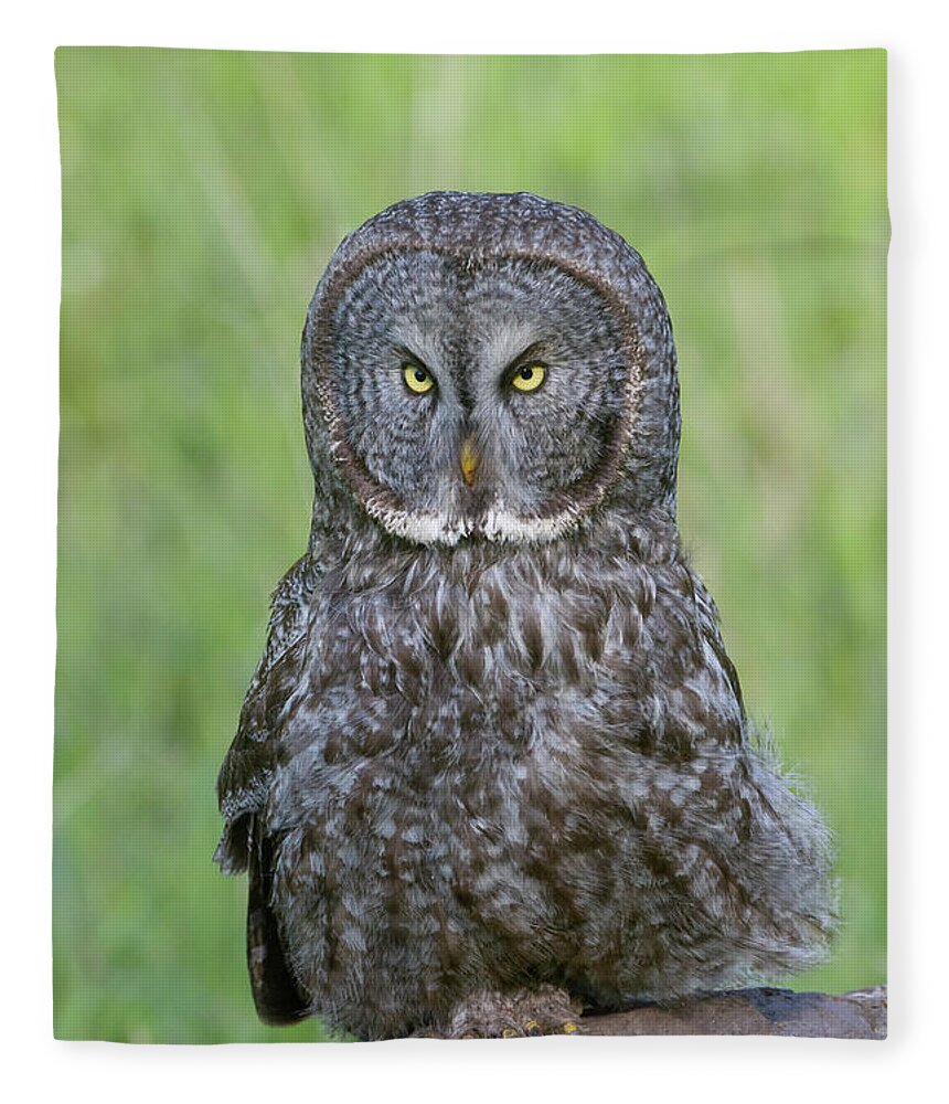 Wild Fleece Blanket featuring the photograph Great Gray Intensity by Mark Miller