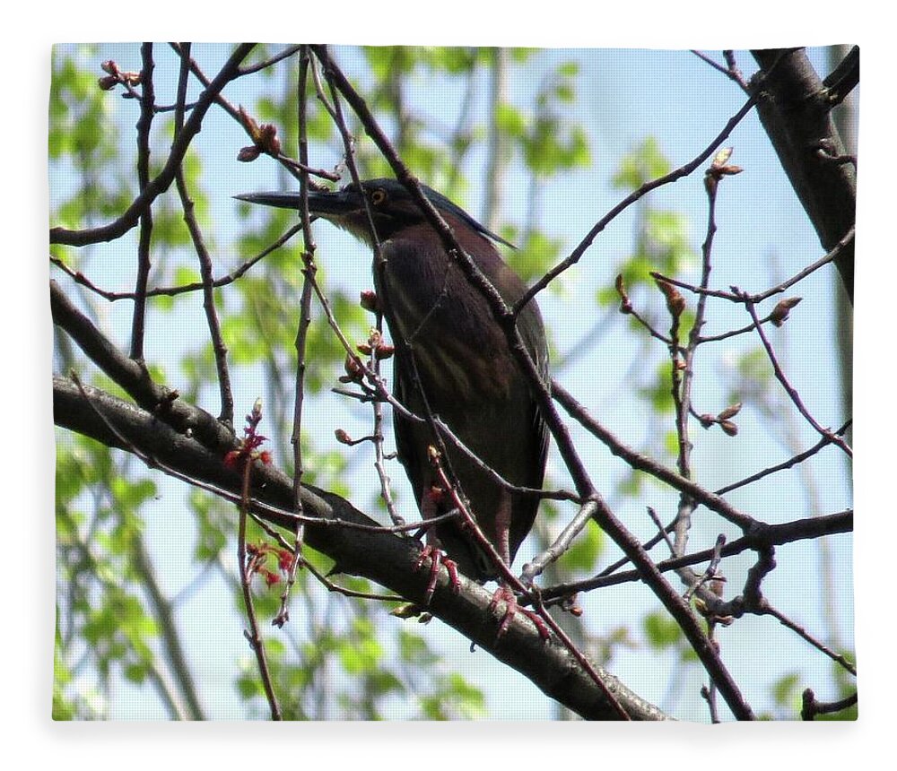  Fleece Blanket featuring the photograph Green Heron by Dennis McCarthy