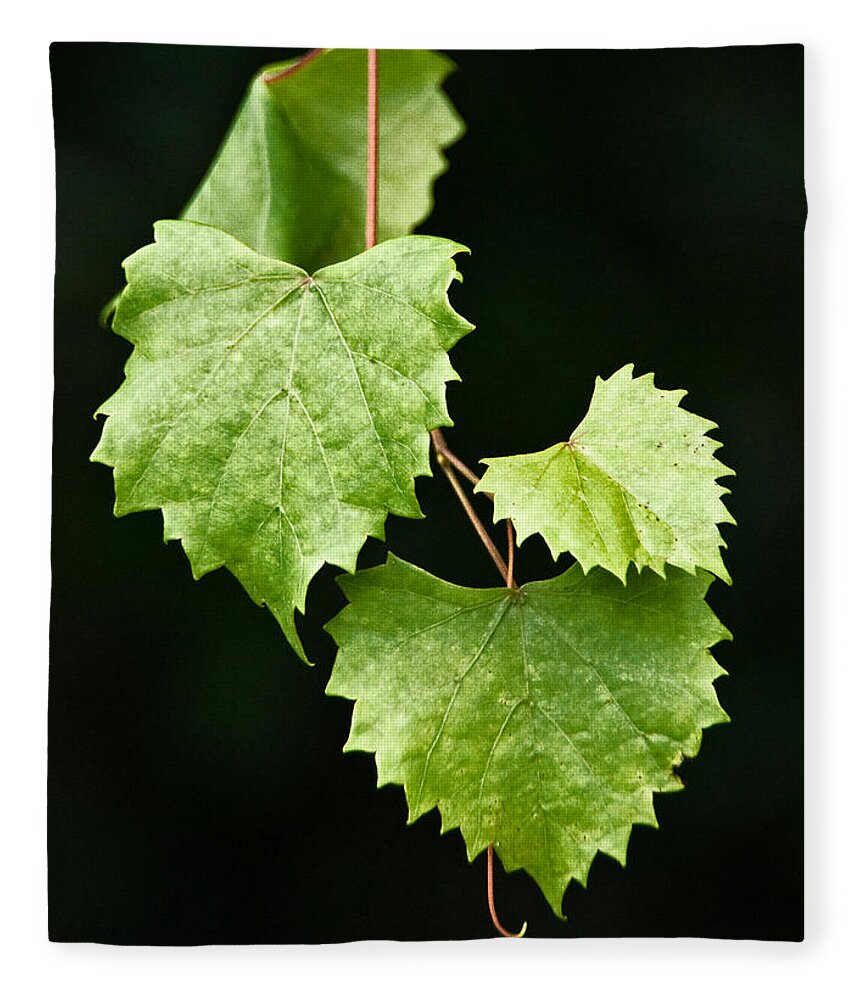 Flora Fleece Blanket featuring the photograph Green Leaves by Christopher Holmes