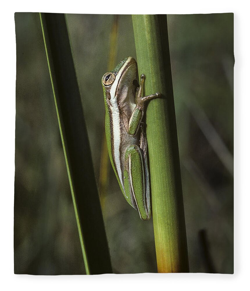Frog Fleece Blanket featuring the photograph Green Treefrog by Robert Potts