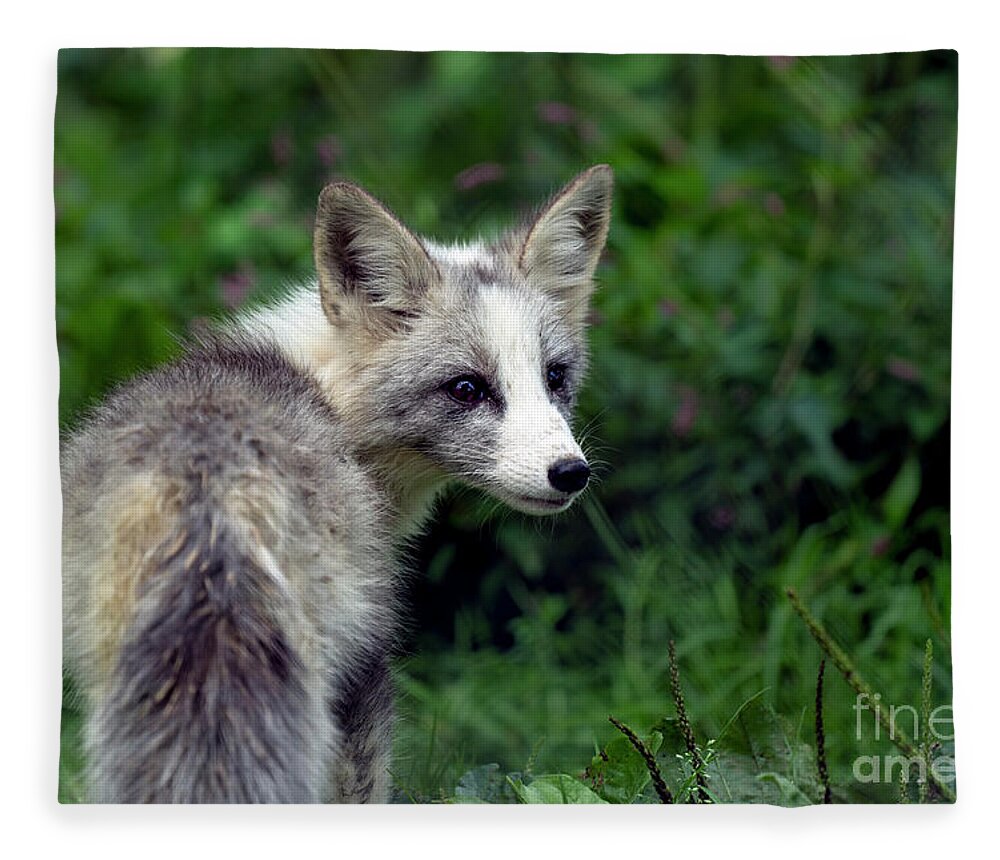 Fox Fleece Blanket featuring the photograph Grey and white fox cub by Sam Rino