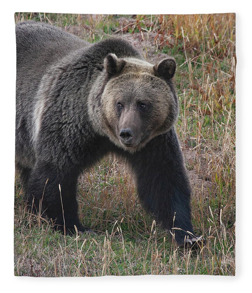Mark Miller Photos. Grizzly Fleece Blanket featuring the photograph Grizzly Bear in Fall by Mark Miller